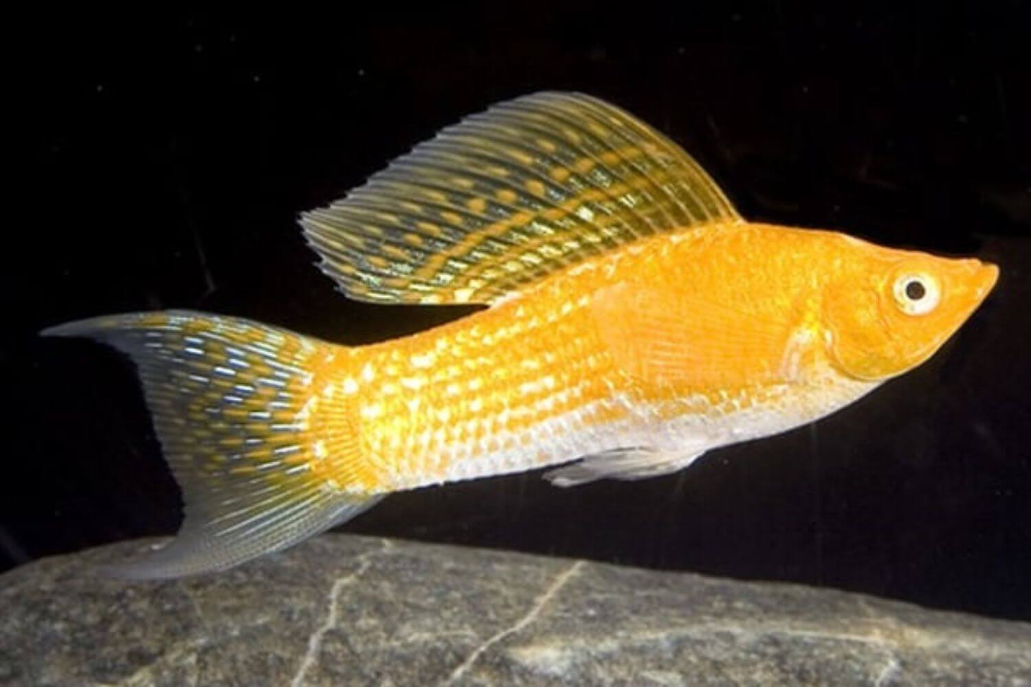 Cá Bình Tích&nbsp;đẹp