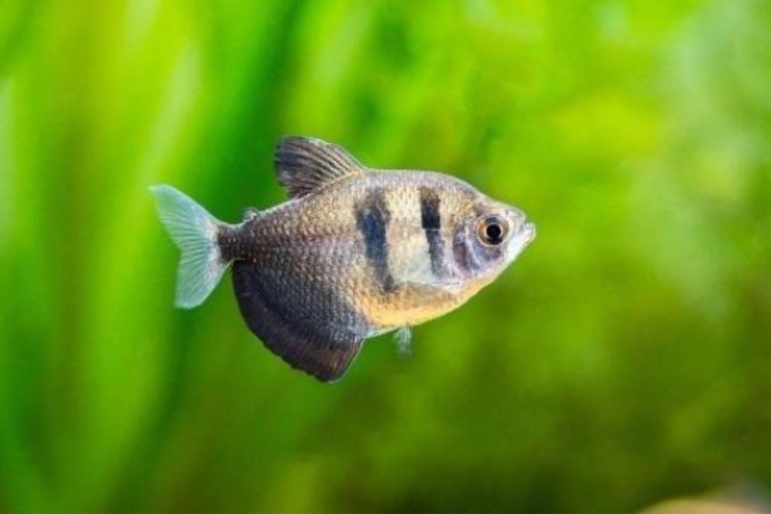 Cá Cánh Buồm đẹp