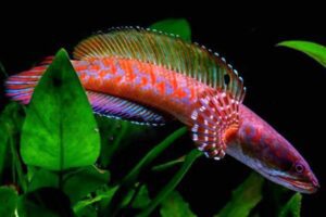 Read more about the article 10 Loài Cá Cảnh Nước Ngọt Độc Lạ, Dễ Nuôi, Khiến Bạn Mê Mẩn