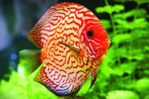 Read more about the article 10 Loài Cá Cảnh Phong Thủy Giúp Hút Tài Lộc, May Mắn