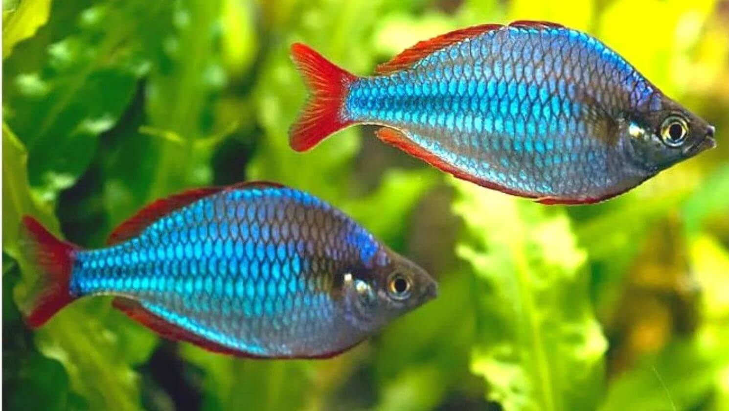 Cá Cầu Vồng đẹp