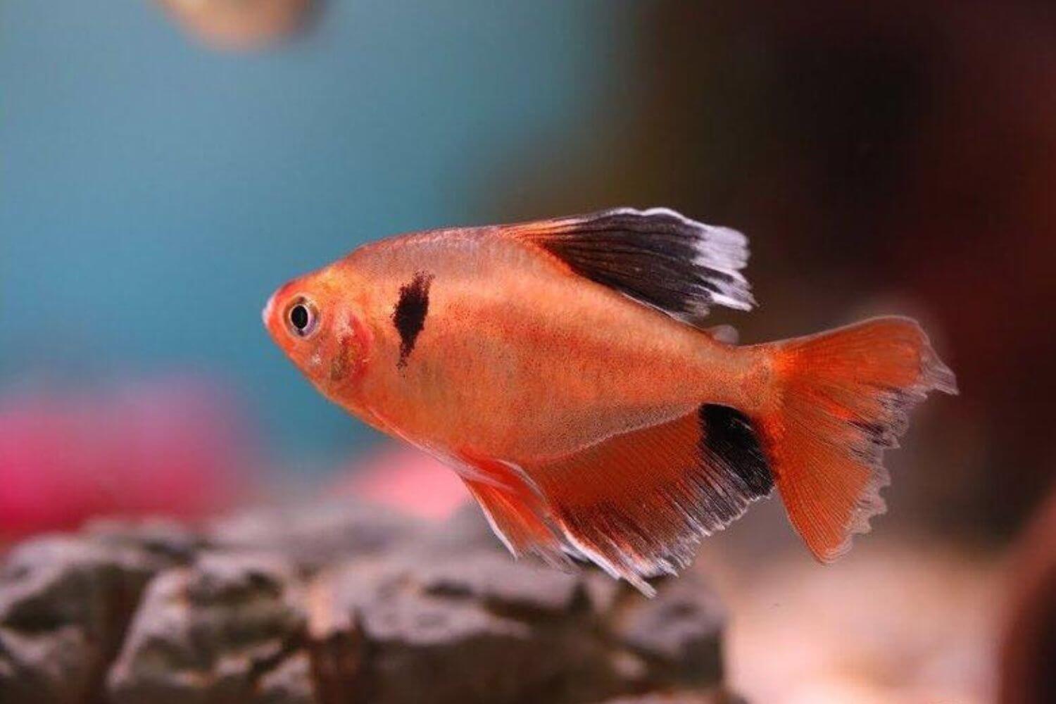 Cá Hồng Nhung&nbsp;đẹp