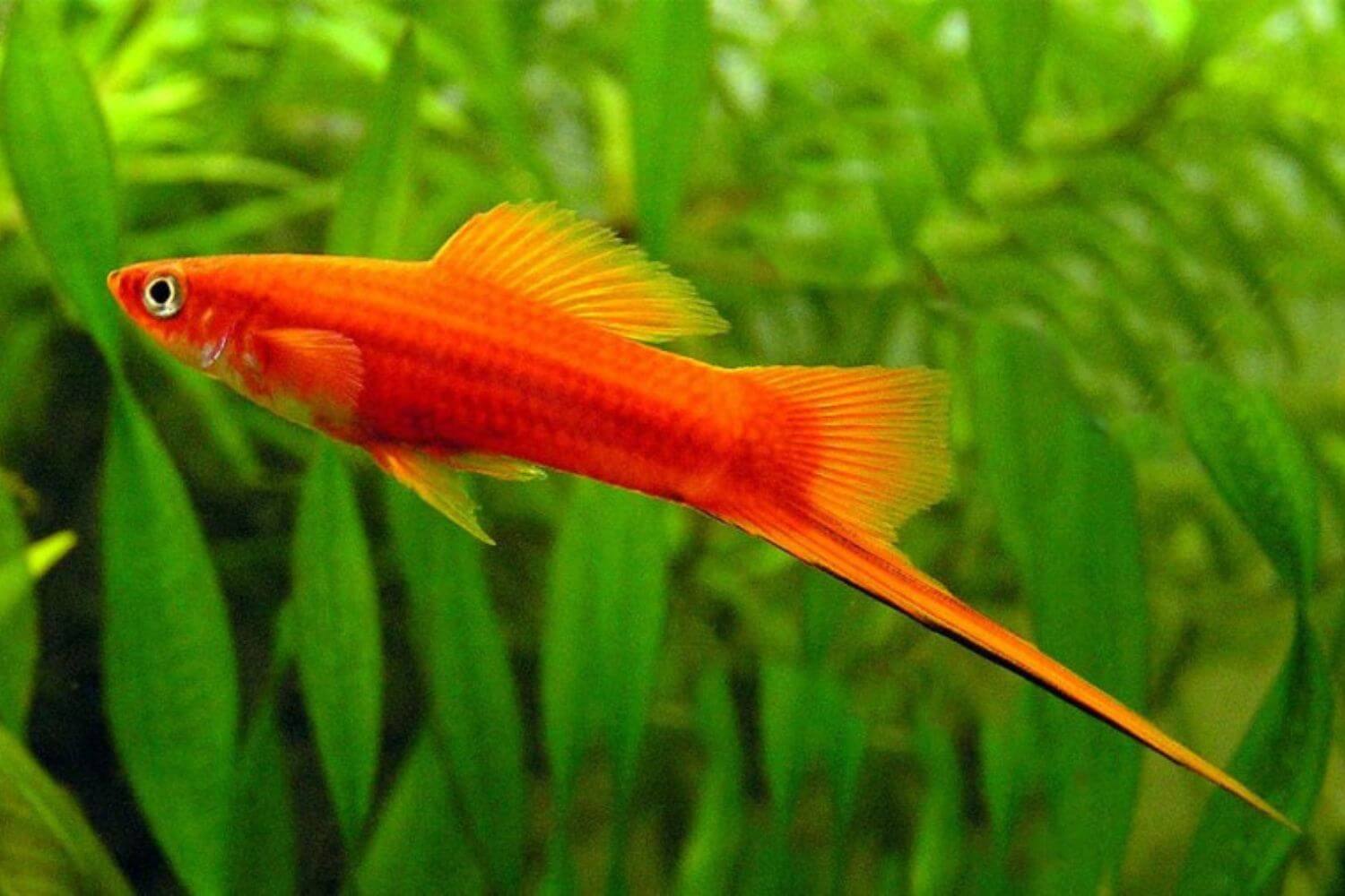 Cá Huyết Kiếm đẹp