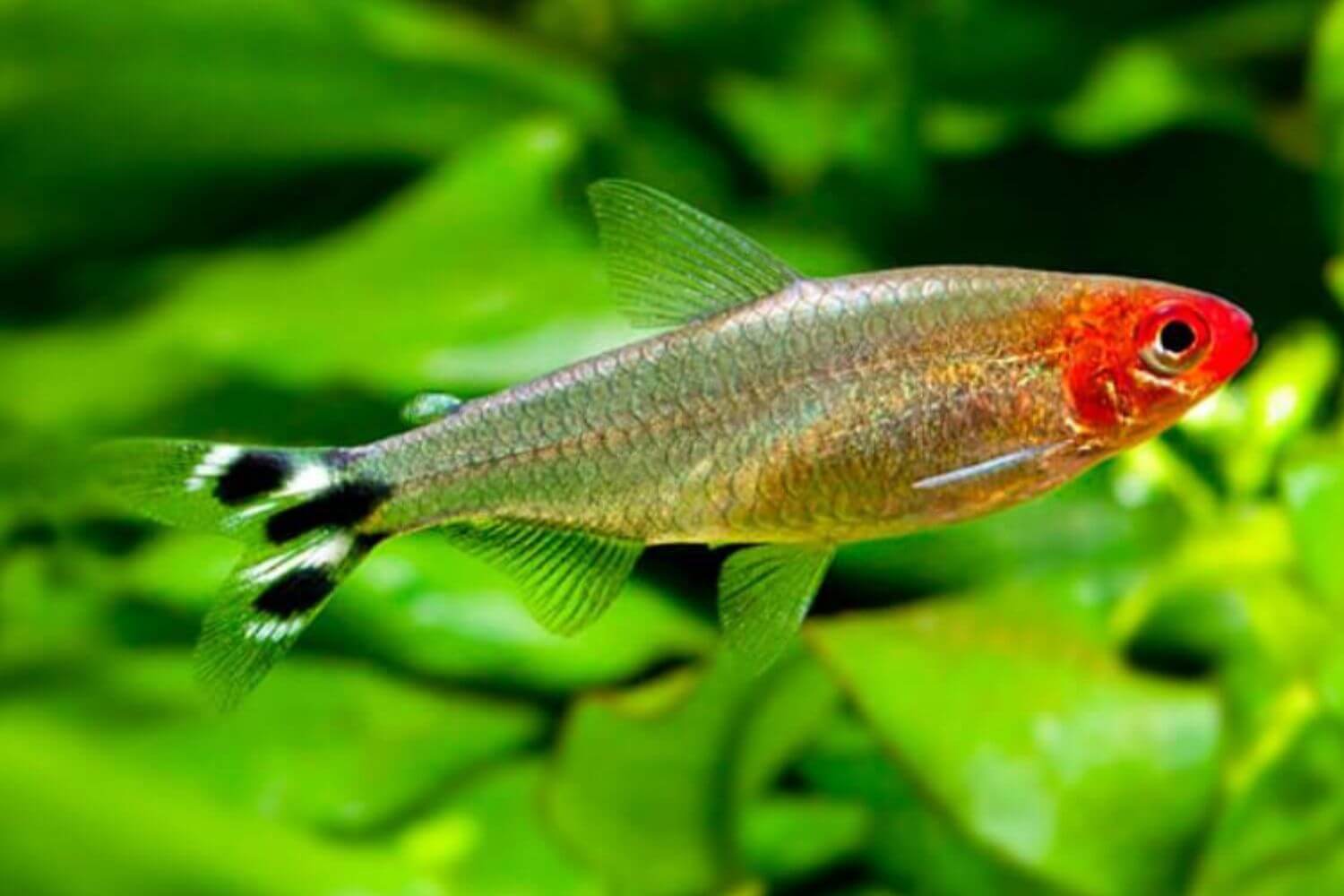 Cá Sóc Đầu Đỏ&nbsp;đẹp