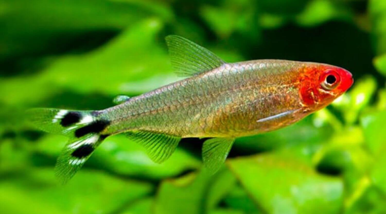 Cá Sóc Đầu Đỏ đẹp