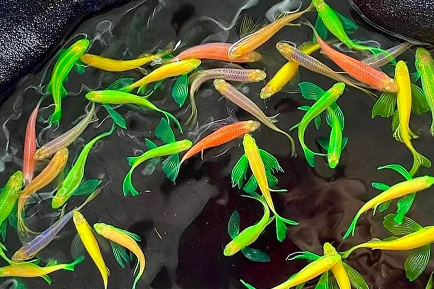 Cá Sọc Ngựa&nbsp;đẹp