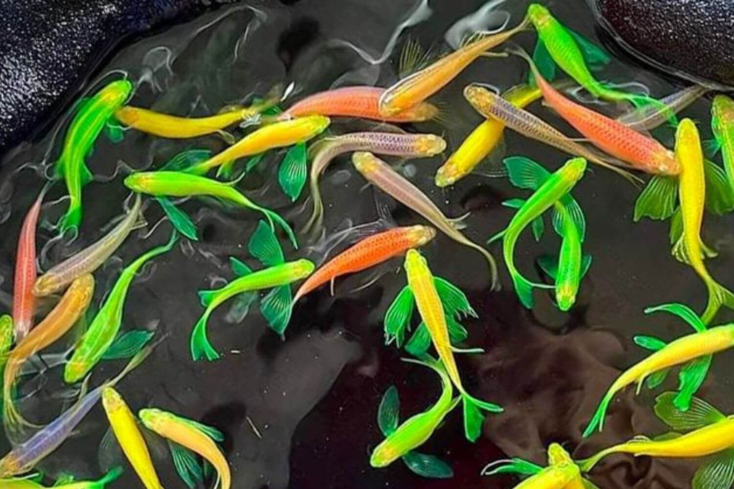 Cá Sọc Ngựa đẹp