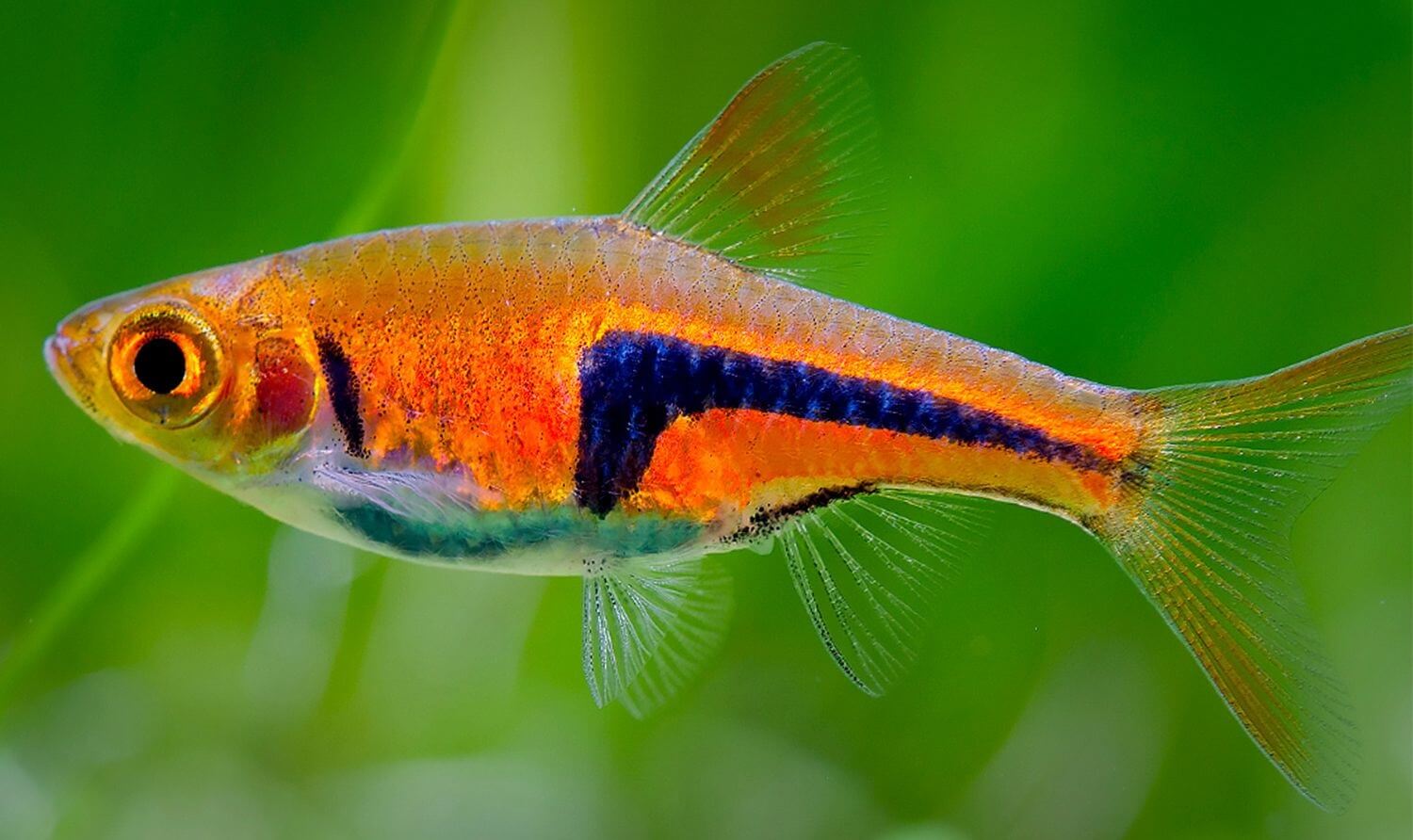 Cá Tam Giác&nbsp;đẹp