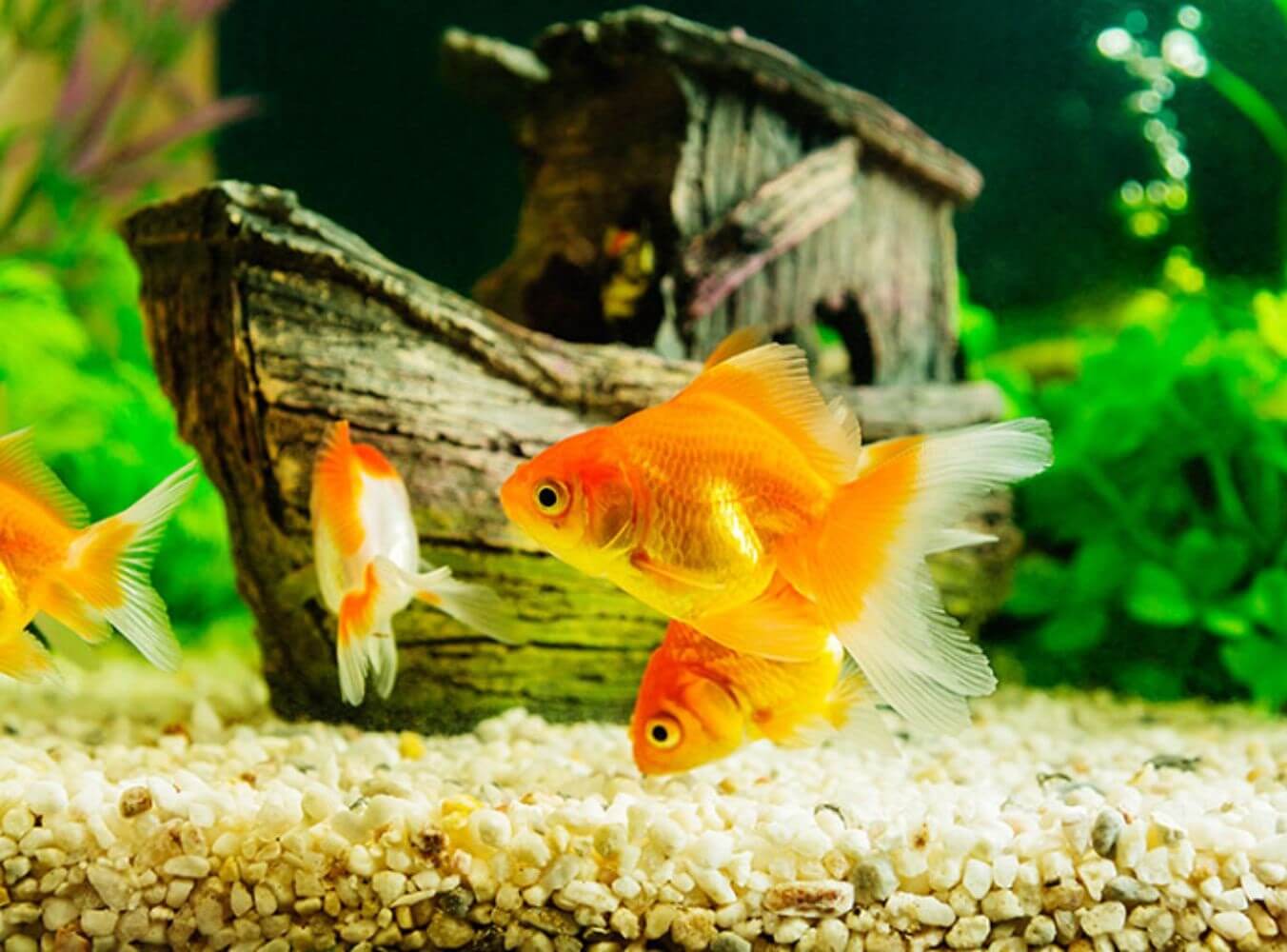 Cá Vàng đẹp