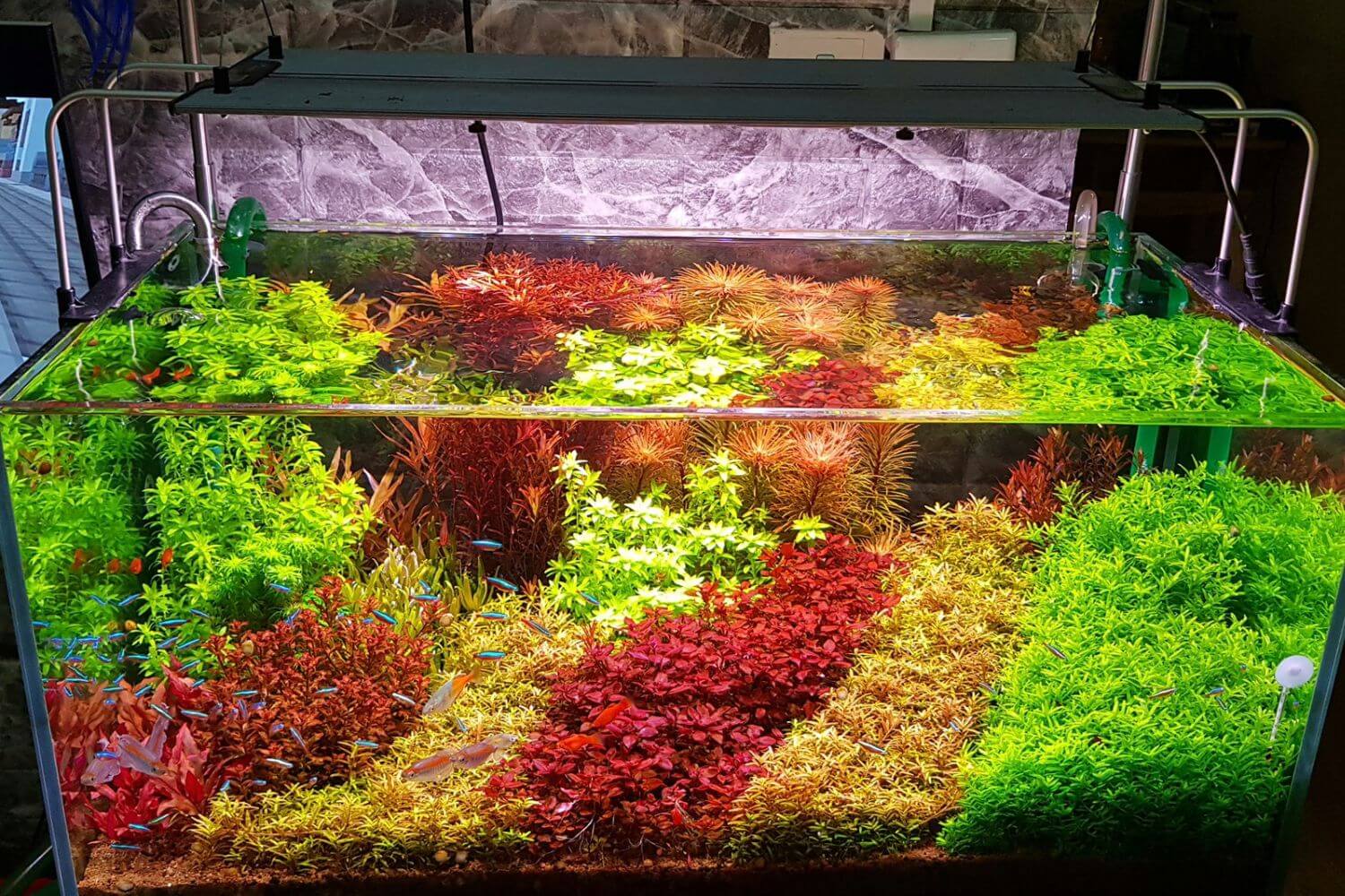 Kết luận hồ bị đục Kết luận hồ bị đục