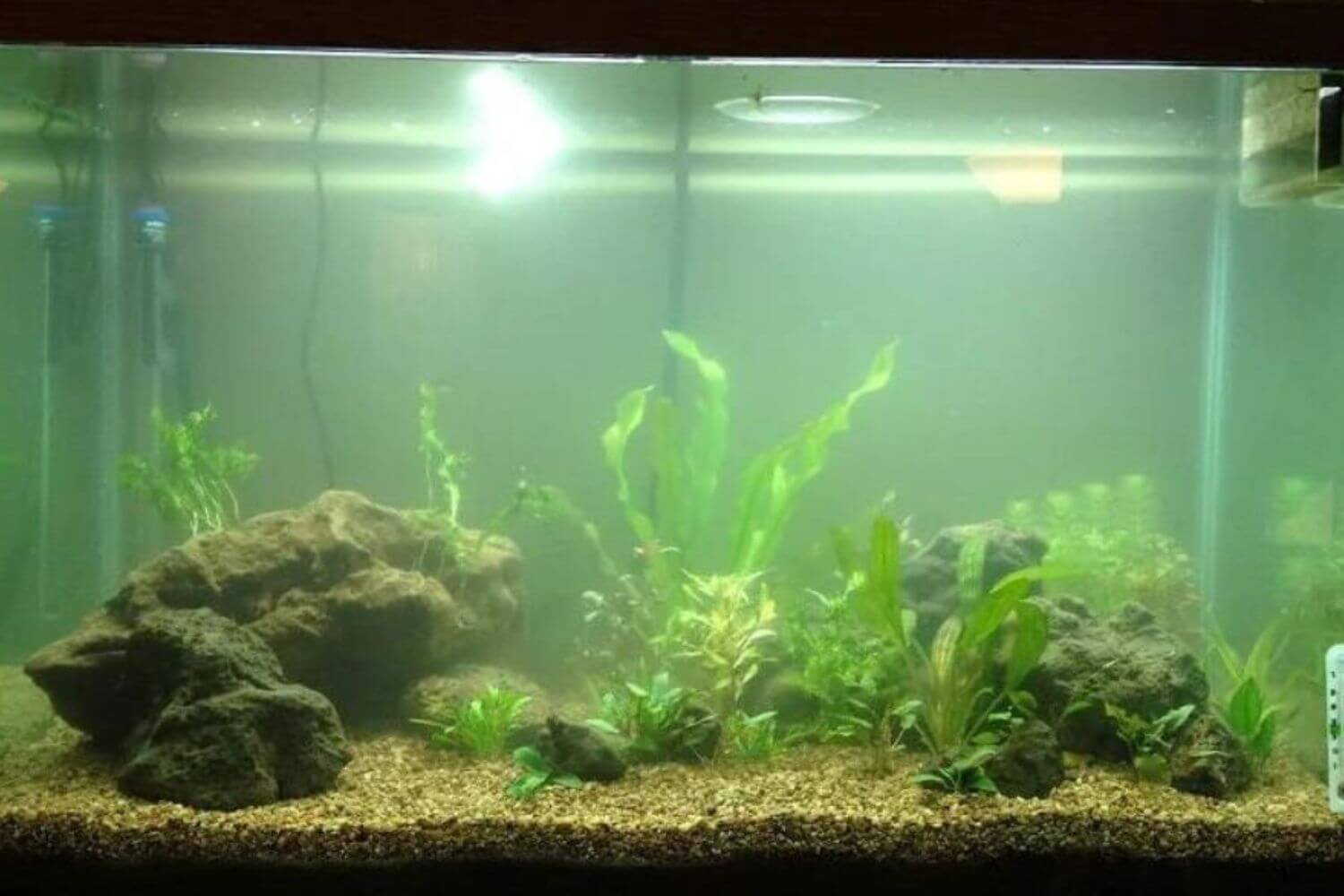 Tại sao hồ cá bị đục Tại sao hồ cá bị đục