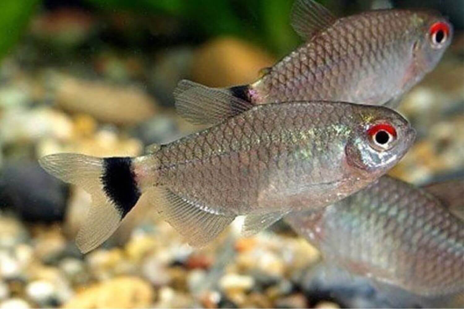 Cá Ngân Bình&nbsp;đẹp