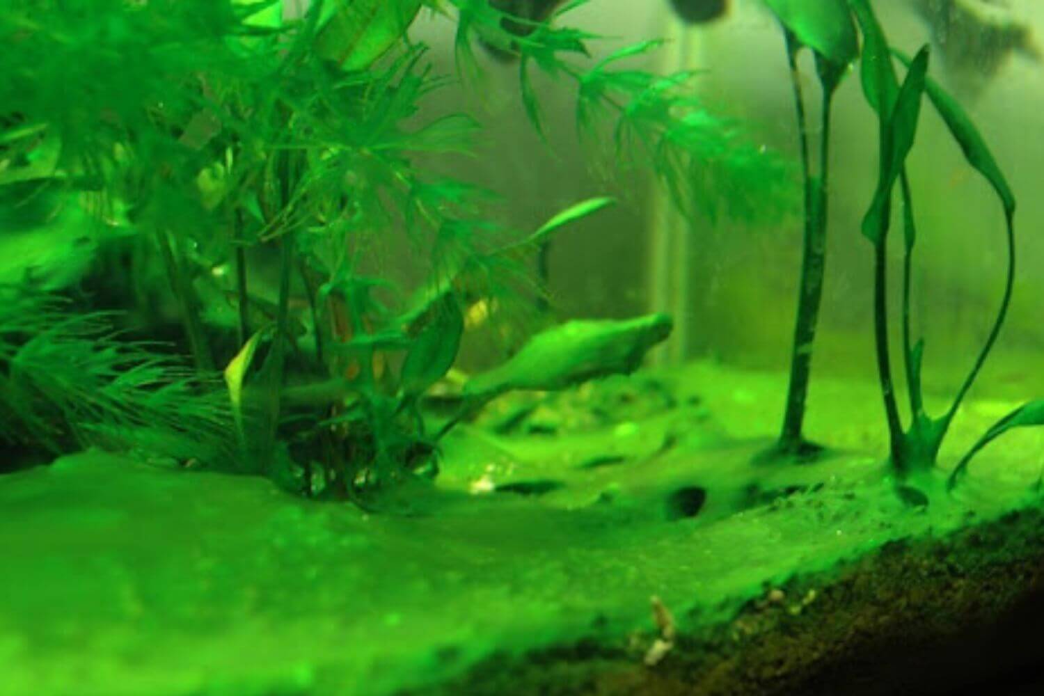 Kiểm Soát Rêu Xanh Kiểm Soát Rêu Xanh