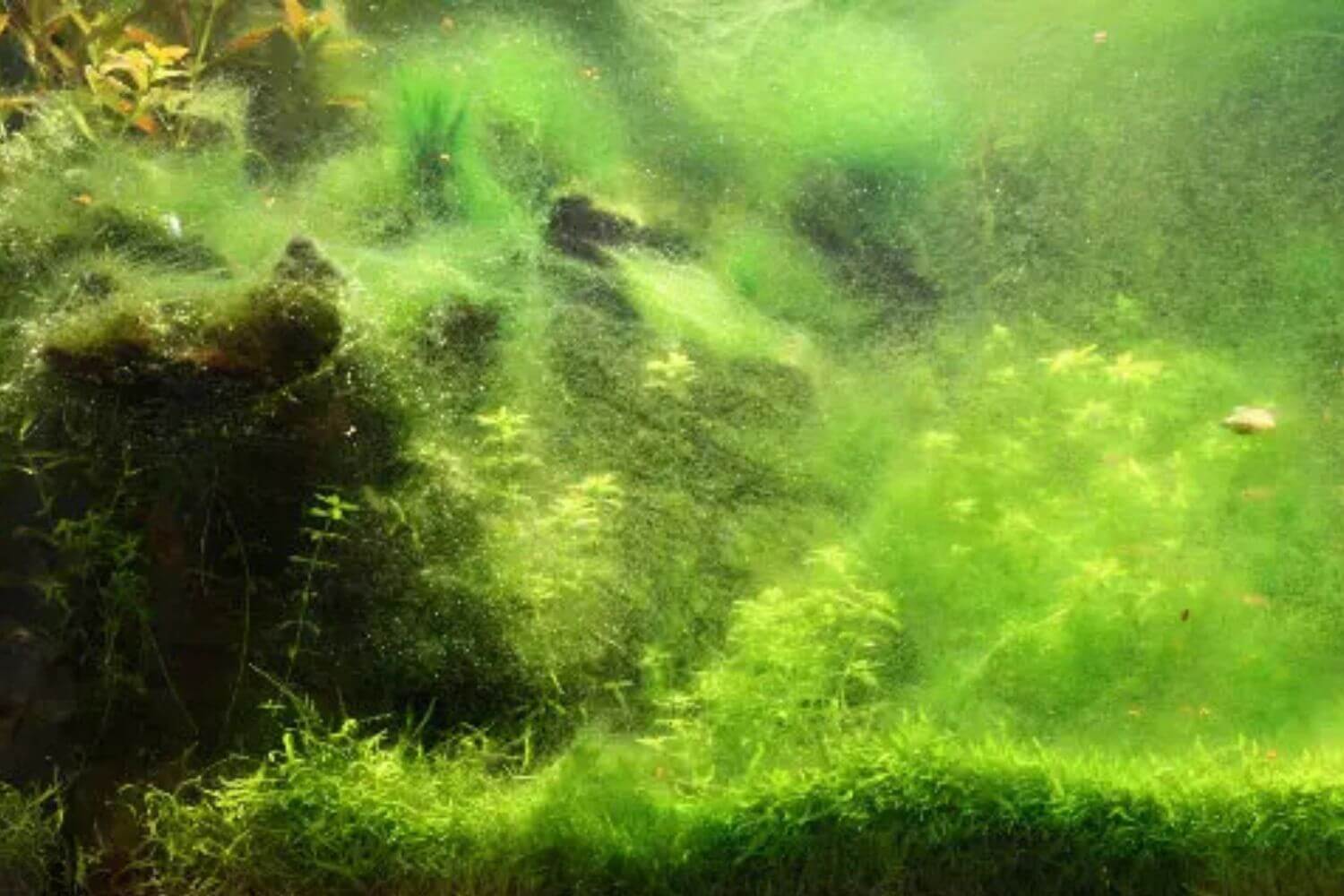 Nguyên Nhân Rêu Xanh Phát Triển Nguyên Nhân Rêu Xanh Phát Triển