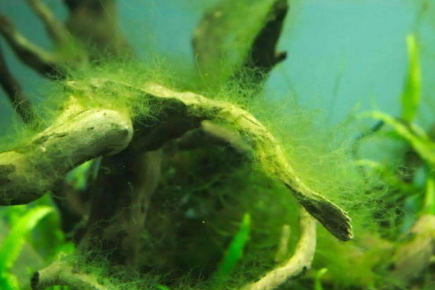 Kiểm Soát Rêu Xanh Hiệu Quả Kiểm Soát Rêu Xanh Hiệu Quả