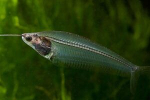 Read more about the article Cá thủy tinh – Loài cá trong suốt bí ẩn, khiến người xem mê mẩn