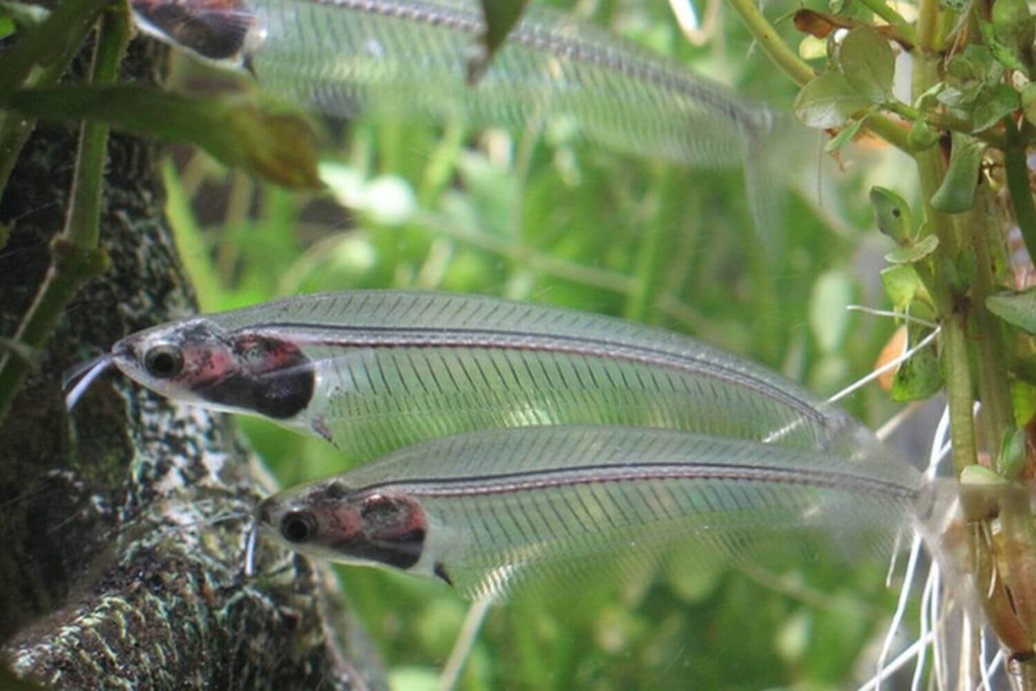 Cá thủy tinh là gì