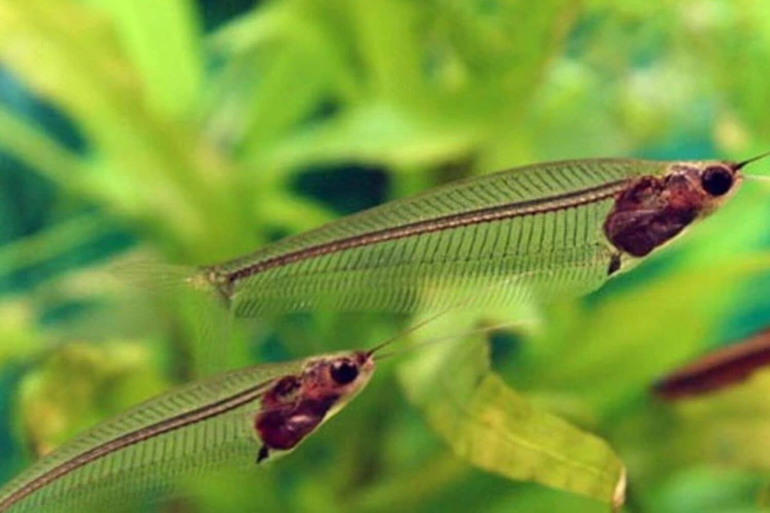 Tập tính tính cách